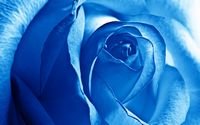 pic for Blue Rose 